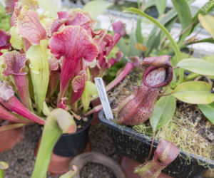 Wystawa Roślin Owadożernych w Ogrodzie Botanicznym