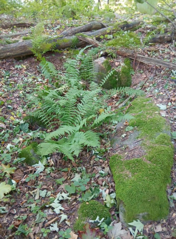 Góra Dobrzeszowska w Świętokrzyskiem