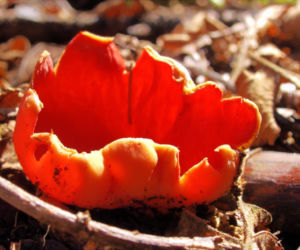 To nie żart! W polskich lasach już pojawiły się pierwsze grzyby. Wielu nie zdaje sobie sprawy, że są jadalne