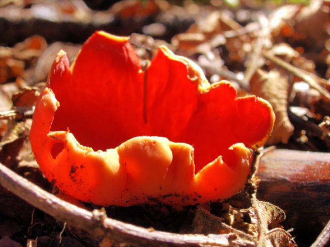 To nie żart! W polskich lasach już pojawiły się pierwsze grzyby. Wielu nie zdaje sobie sprawy, że są jadalne