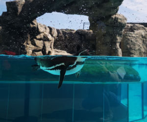 Pingwiny hitem Zoo w Chorzowie! Do ogrodu ustawiają się kolejki, ale ludzie nie przestrzegają rygorów sanitarnych