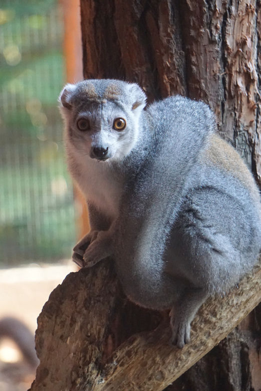 Lemury koroniaste we wrocławskim zoo
