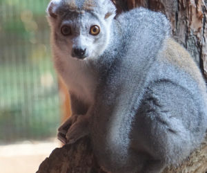 Lemury koroniaste we wrocławskim zoo
