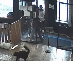 Próbowała wynieść kota z lokalu w Toruniu