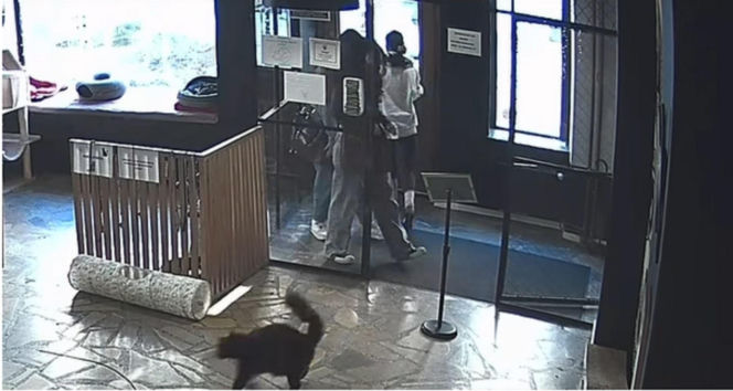 Próbowała wynieść kota z lokalu w Toruniu