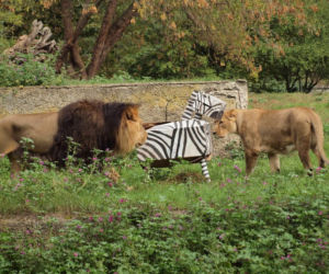 Rozrywka dla lwów z łódzkiego zoo