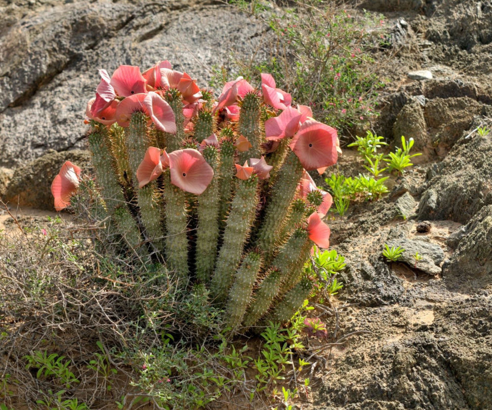 Hoodia – afrykańska roślina na odchudzanie. Czy suplementy z hoodią są skuteczne?