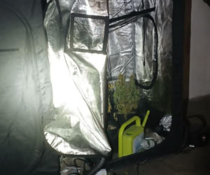 Kilogramy narkotyków i specjalistyczna uprawa