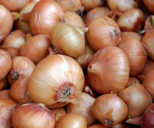 Cebula
