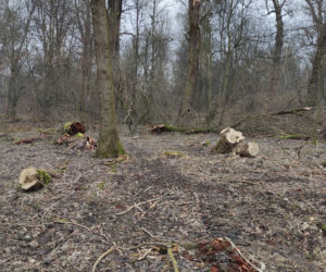 Skandal! Po co ta dewastacja? Wycięto mnóstwo starych drzew nad Wisłą