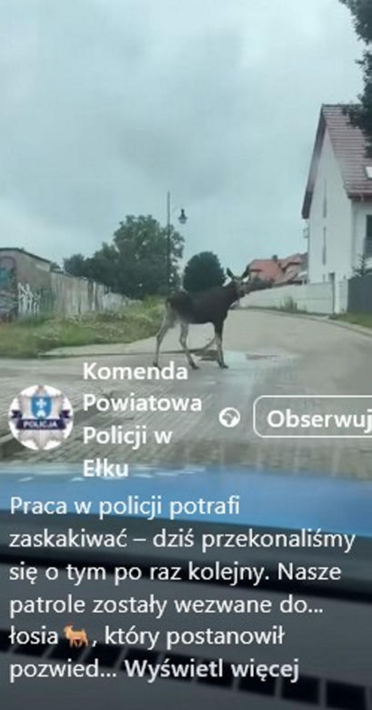 Łoś pływał w rzece i spacerował po Ełku! 
