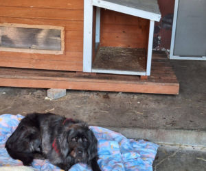 Skandal w Legnicy! Przywiązali psy do płotu schroniska i odjechali. Poznajesz je?