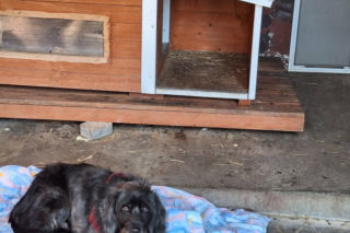 Skandal w Legnicy! Przywiązali psy do płotu schroniska i odjechali. Poznajesz je?