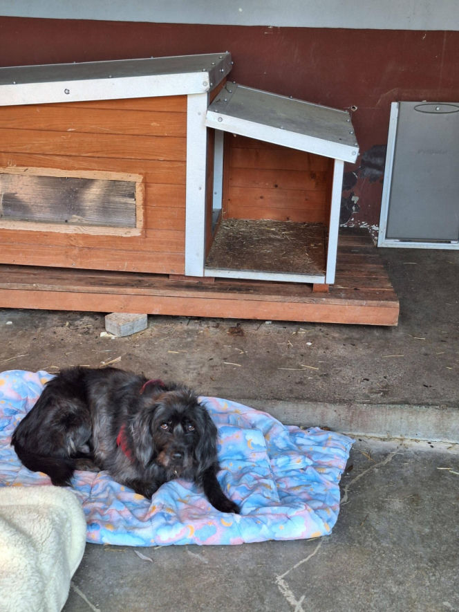 Skandal w Legnicy! Przywiązali psy do płotu schroniska i odjechali. Poznajesz je?