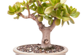 Nasiona bonsai – czy naprawdę można kupić nasiona bonsai?
