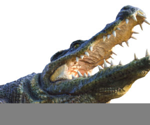 aligator utopił dzieciaka.