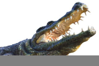 aligator utopił dzieciaka.