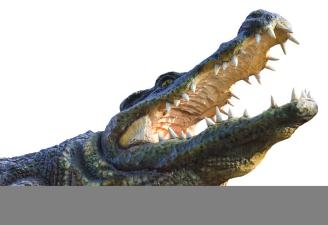aligator utopił dzieciaka.