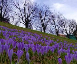 Pierwsze krokusy w Szczecinie