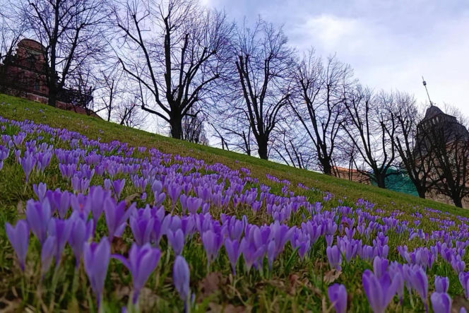 Pierwsze krokusy w Szczecinie