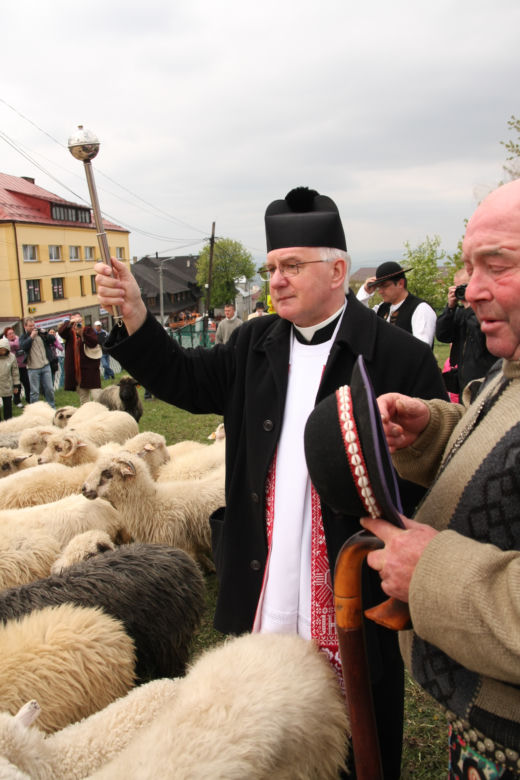 Niezwykłe widowisko! Tak wygląda redyk owiec