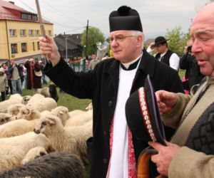 Niezwykłe widowisko! Tak wygląda redyk owiec