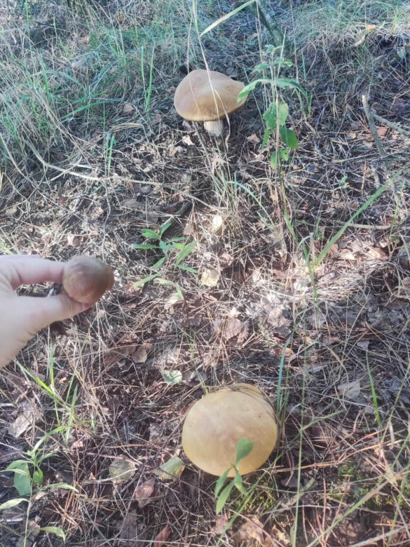 Grzybobranie Podkarpacie