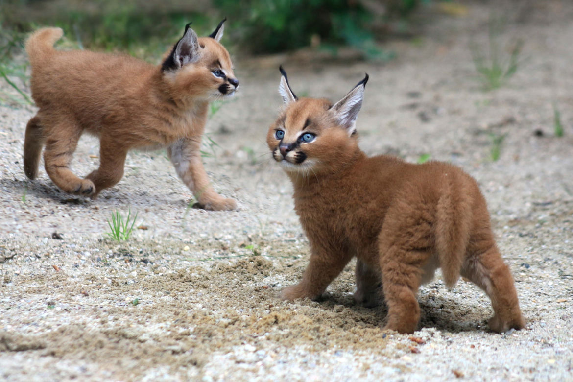 Afrykańskie lato w zoo safari w Czechach