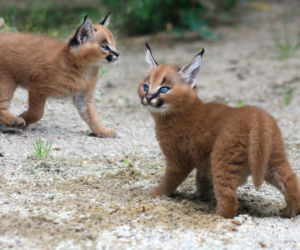 Afrykańskie lato w zoo safari w Czechach