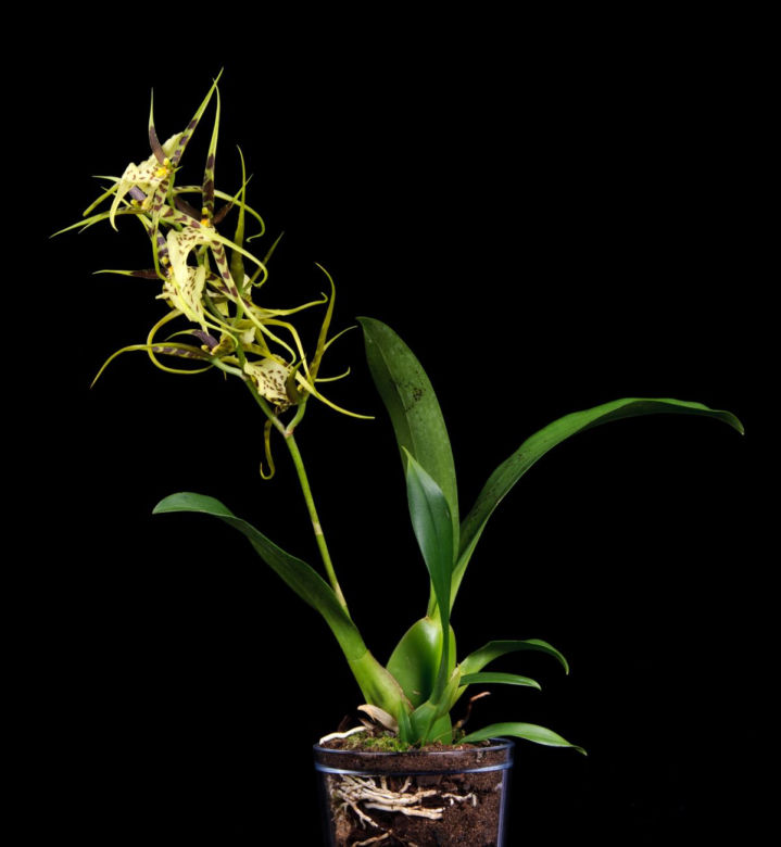 Brassia