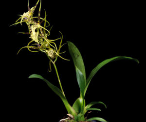 Brassia