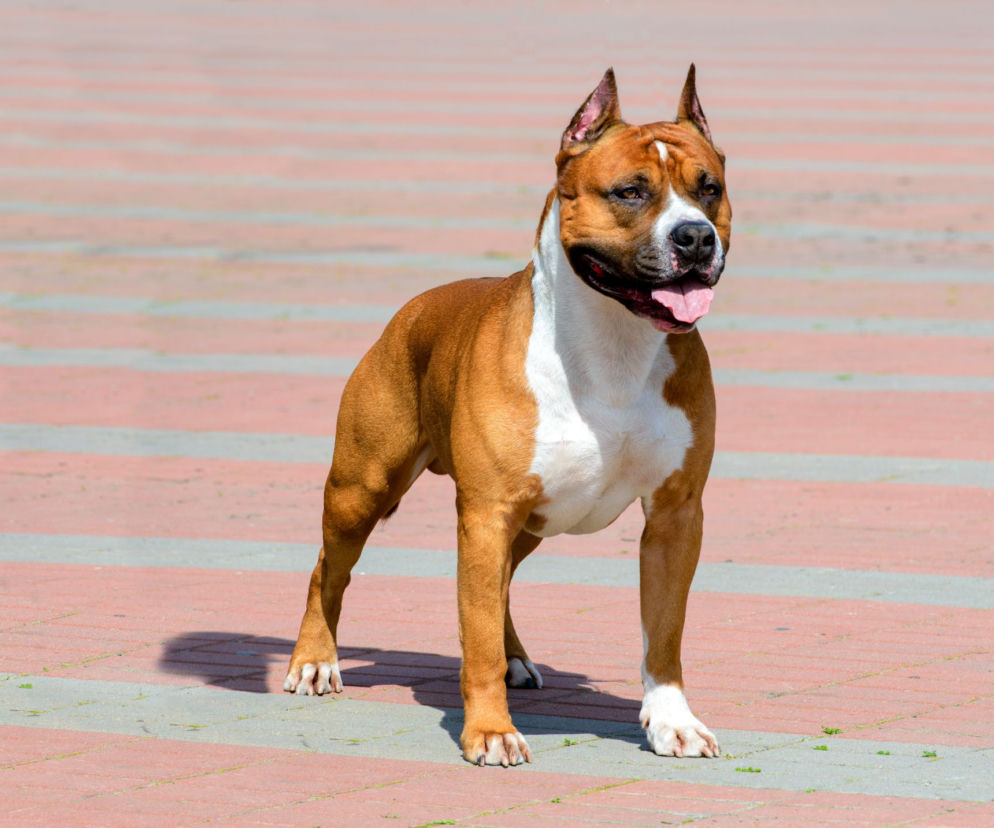 Amstaf (amerykański staffordshire terrier): charakter, szkolenie, choroby