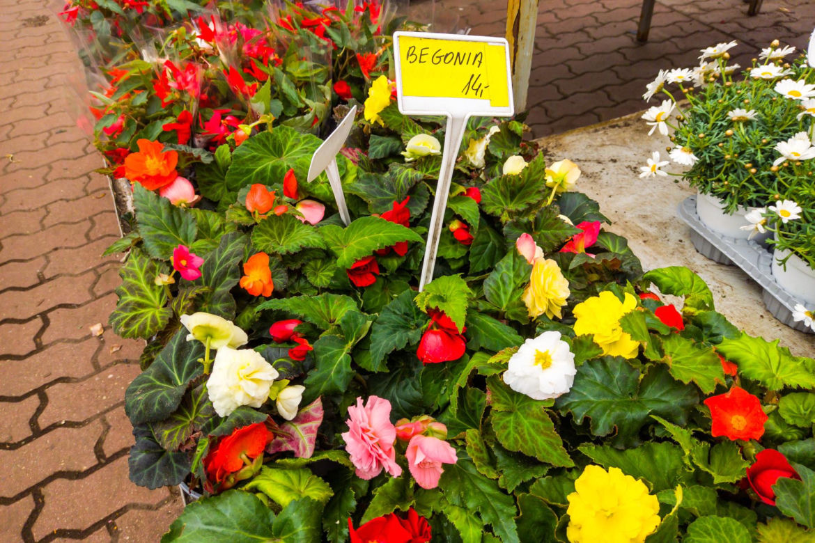Begonia – 14 zł/szt.