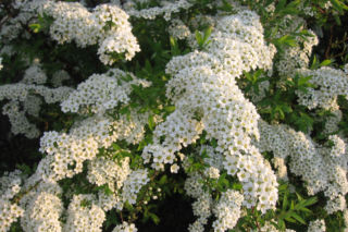 Tawuła szara 'Grefsheim' - Spiraea x cinerea 'Grefsheim'