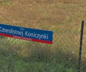 Oto najbardziej wiosenne ulice w stolicy! Tu wiosna trwa cały rok!