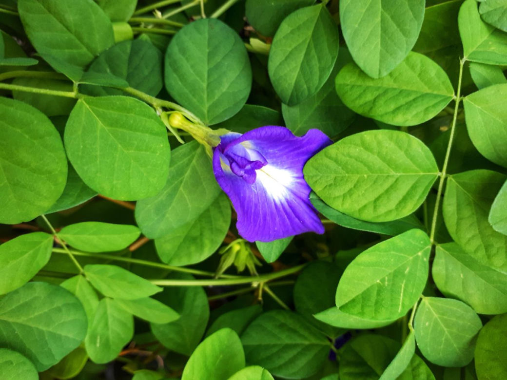 Klitoria ternateńska