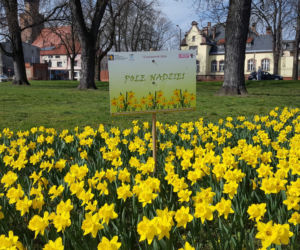 Żółte i niebieskie symbole wiosny w Lesznie