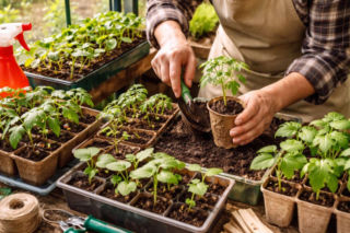 Zrób to ze swoimi sadzonkami w kwietniu. Zapewnisz sobie obfite zbiory warzyw