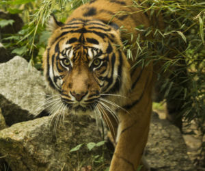 Tygrys ludojad wrócił do zoo