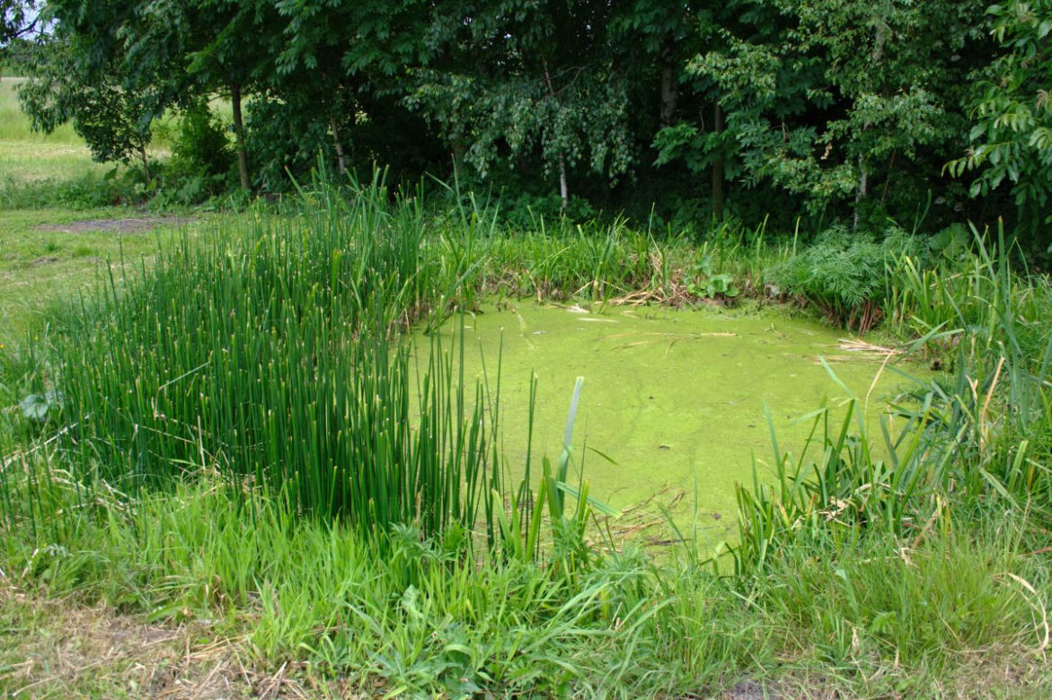 Oczyszczalnia hydrofitowa