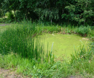 Oczyszczalnia hydrofitowa