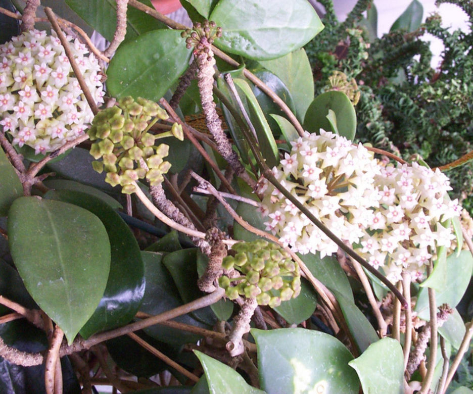 Hoja