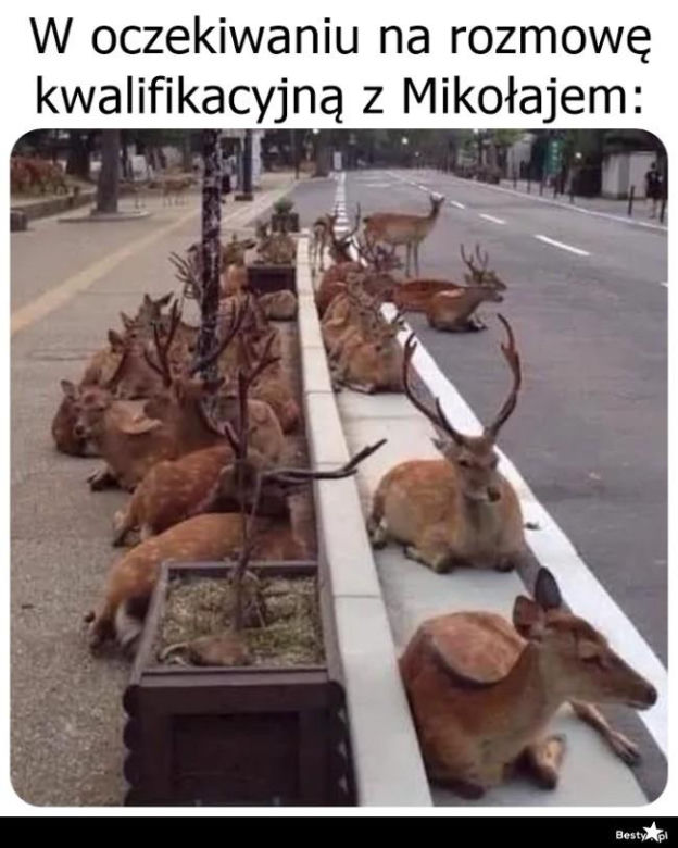 Najlepsze memy o świętach. Te obrazki rozbawią Cię do łez! Tak wygląda Boże Narodzenie oczami internautów [TOP 75]