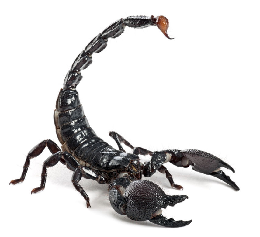 Skorpion