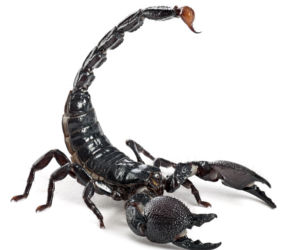 Skorpion
