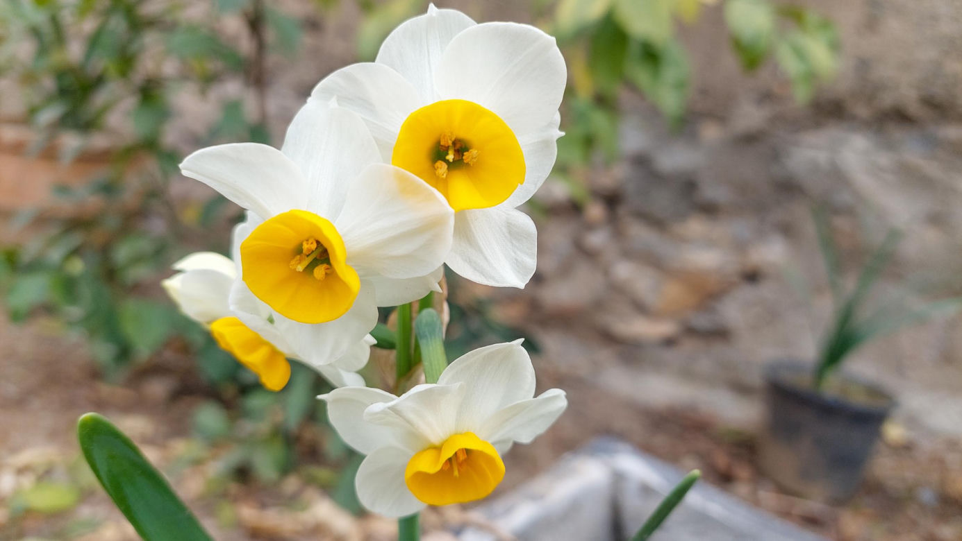 Narcyzy (Narcissus)