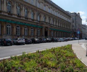 „Ale się wyciągnęła!”. Sprawdzamy, jak wygląda zasadzona w zeszłym roku miejska zieleń - ZDM Warszawa