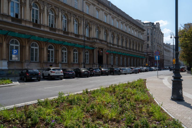 „Ale się wyciągnęła!”. Sprawdzamy, jak wygląda zasadzona w zeszłym roku miejska zieleń - ZDM Warszawa