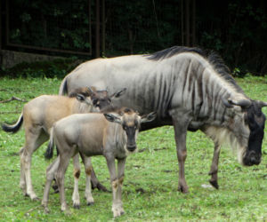 We wrocławskim zoo urodziły się gnu białobrode