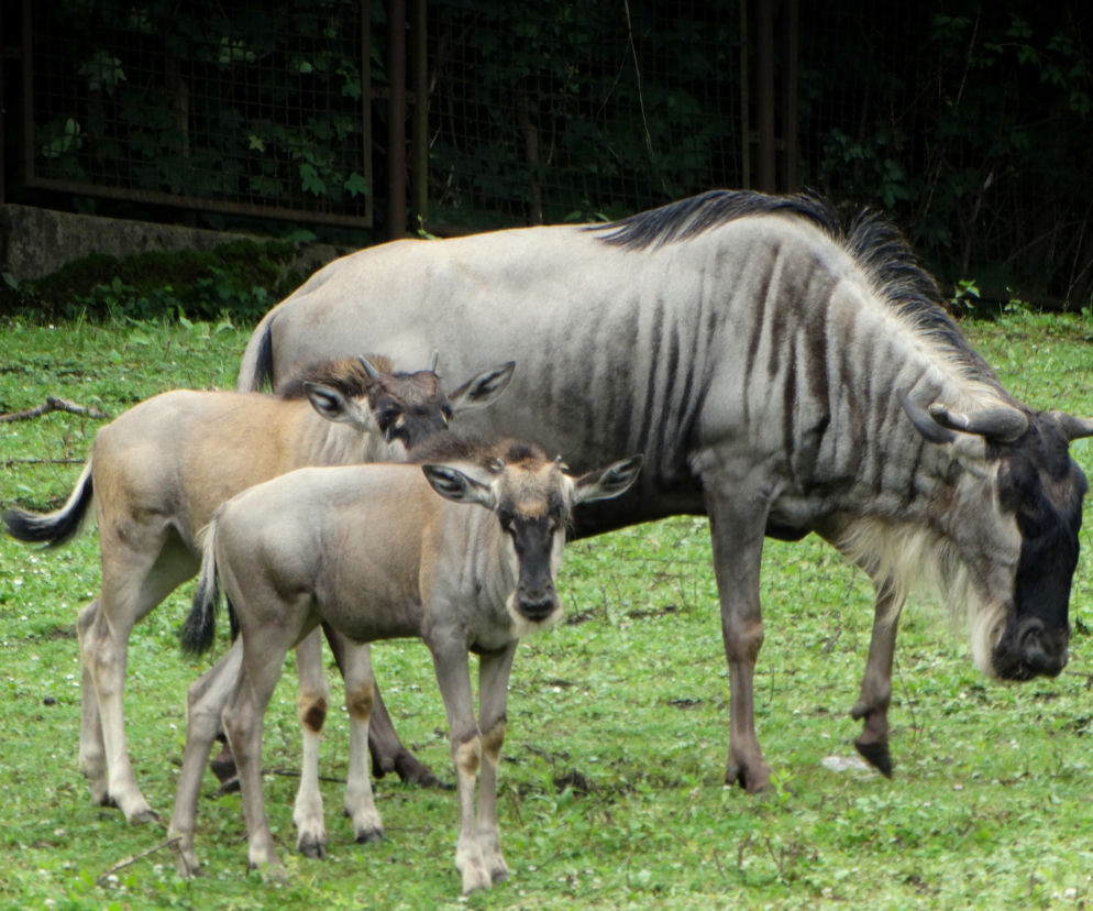 We wrocławskim zoo urodziły się gnu białobrode
